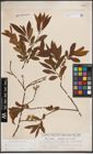 Foto von Salix atrocinerea Brot. x Salix viminalis L.